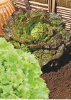 Plants de salade en promo chez Super U Plants de salade dans le catalogue Super U