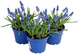 Traubenhyazinthe Angebote von Muscari bei REWE Waiblingen für 1,79 €