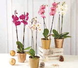 Orchidée 2 Tiges en promo chez Super U Toulouse à 9,99 €