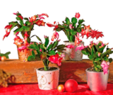 Cactus de Noël en promo chez Norma Metz à 1,79 €