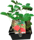 Promo Plants de fraisiers à 2,39 € dans le catalogue Norma à Villé