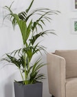 Kentia Palme Angebote bei Pflanzen Kölle Oranienburg für 19,99 €