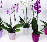 Foire aux orchidées dans le catalogue Casino Supermarchés
