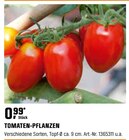 TOMATEN-PFLANZEN Angebote bei OBI Wermelskirchen für 0,99 €