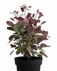 Dehner Garten-Center - Perückenstrauch Royal Purple Angebot im Prospekt Perückenstrauch Royal Purple bei Dehner Garten-Center im Prospekt "" für 17,99 €