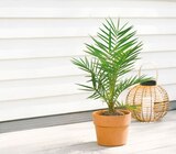Aktuelle Palme Angebote bei Netto mit dem Scottie in Dresden Aktuelles Phoenix Palme Angebot bei Netto mit dem Scottie in Dresden ab 7,99 €