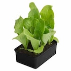 ZICHORIE ZUCKERHUT im Angebot bei Dehner Garten-Center in Bochum ZICHORIE ZUCKERHUT Angebote bei Dehner Garten-Center Bochum für 2,59 €
