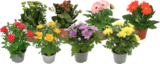 PLANTES FLEURIES - SANS MARQUE - Auchan Hypermarché PLANTES FLEURIES - SANS MARQUE à 3,49 € dans le catalogue Auchan Hypermarché