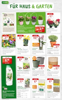 Blumen im ZG Raiffeisen Prospekt "VALENTINSTAG MIT REGIONALEN HIGHLIGHTS" mit 8 Seiten (Karlsruhe)