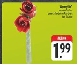 Amaryllis im Angebot bei EDEKA in Gera Amaryllis Angebote bei EDEKA Gera für 1,99 €