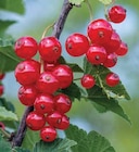 Johannisbeeren bei Dehner Garten-Center im Erding Prospekt für 11,99 €