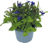 Männertreu bei Raiffeisenmarkt im Prospekt "" für 0,69 €