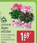 Aktuelles Alpenveilchen Angebot bei ALDI Nord in Hannover ab 1,69 €
