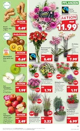 Aktueller Kaufland Prospekt mit Blumen, "KNÜLLER", Seite 22