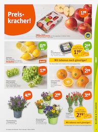 Blumen Angebot im aktuellen tegut Prospekt auf Seite 3