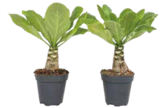 Hawaii-Palme, Brighamia ‚Insignis‘ für 24,99 € bei Netto Marken-Discount im Angebot Hawaii-Palme, Brighamia ‚Insignis‘ im aktuellen Netto Marken-Discount Prospekt