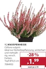 Dehner Garten-Center Bad Dürrheim - Knospenheide Angebot im Prospekt Knospenheide bei Dehner Garten-Center im Bad Dürrheim Prospekt für 1,99 €