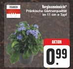 Vergissmeinnicht bei EDEKA im Mittelbach Prospekt für 0,99 €