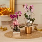 Mini orchidée 2 tiges à 6,99 € dans le catalogue Carrefour