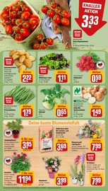 Ähnliche Angebote wie Teichpflanzen im Prospekt "Dein Markt" auf Seite 7 von REWE in Remscheid
