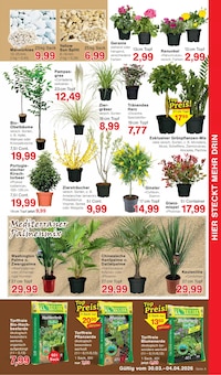 Zimmerpflanzen im aktuellen Jawoll Prospekt (Essen) Zimmerpflanzen im Jawoll Prospekt "Sonderposten-Märkte" mit 16 Seiten (Essen)