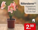 Rittersterne im aktuellen Zimmermann Prospekt