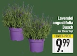 Lavendel angustifolia Busch im Angebot bei EDEKA in Straubing Lavendel angustifolia Busch Angebote bei EDEKA Straubing für 9,99 €