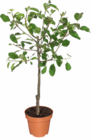 Zwergobstbaum im Angebot bei Netto Marken-Discount in Chemnitz Zwergobstbaum Angebote bei Netto Marken-Discount Chemnitz für 9,99 €