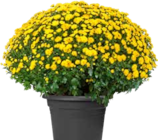 Chrysantheme Angebote von GROW by OBI bei OBI Darmstadt für 5,55 €
