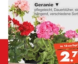 Geranie bei Herbrügger im Menden Prospekt für 2,79 €