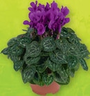 Alpenveilchen „Cyclame Dragon Mix“ im Angebot bei tegut in Darmstadt Alpenveilchen „Cyclame Dragon Mix“ Angebote bei tegut Darmstadt für 3,99 €