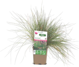 Botanic Haguenau - Promo Collection de graminées Promo Collection de graminées à 6,99 € dans le catalogue Botanic à Haguenau