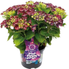 Aktuelle Hortensie Angebote bei Globus-Baumarkt in Wolfsburg Aktuelles Music Collection Angebot bei Globus-Baumarkt in Wolfsburg ab 24,99 €