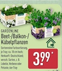 Beet-/Balkon-/Kübelpflanzen von Gardenline für 3,99 € bei ALDI Nord im Angebot Beet-/Balkon-/Kübelpflanzen von Gardenline im aktuellen ALDI Nord Prospekt