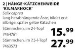 Hänge-Kätzchenweide 'Kilmarnock' im aktuellen Dehner Garten-Center Prospekt für 15,99 €