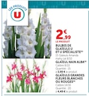 Promo Bulbes de glaïeuls à 2,99 € dans le catalogue Super U à Vannes