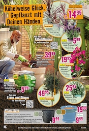 Lavendel im Hornbach Prospekt in Neuss Aktueller Hornbach Prospekt mit Lavendel, "Dein Wille verlegt Deine Terrasse.", Seite 11