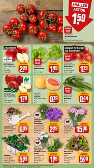 Pflanzen im REWE Prospekt "Dein Markt" mit 26 Seiten (Hannover)