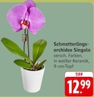 EDEKA Illingen - Schmetterlingsorchidee Singolo Angebot im Prospekt Schmetterlingsorchidee Singolo bei EDEKA im Illingen Prospekt für 12,99 €