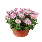 Chrysanthèmes en coupe en promo chez Lidl Villiers-sur-Marne à 3,59 €