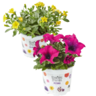 Aktuelle Pflanzen Angebote bei Netto Marken-Discount in Krefeld Aktuelles Beetpflanzen Angebot bei Netto Marken-Discount in Krefeld ab 2,29 €