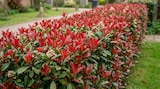 Photinia Red Robin - Carrefour à Nice Photinia Red Robin en promo chez Carrefour Nice à 51,96 €