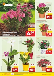 Zimmerpflanzen im Netto Marken-Discount Prospekt in Düsseldorf Aktueller Netto Marken-Discount Prospekt mit Zimmerpflanzen, "Aktuelle Angebote", Seite 28