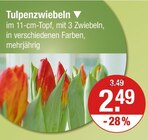 Tulpenzwiebeln Angebote bei V-Markt Memmingen für 2,49 €