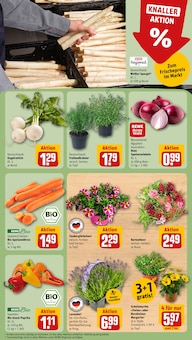 Blumen im aktuellen REWE Prospekt (Berlin) Blumen im REWE Prospekt "Dein Markt" mit 28 Seiten (Berlin)