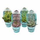 Gamm vert Liesle - Promo Collection de succulentes ECLOZ Promo Collection de succulentes ECLOZ à 2,50 € dans le catalogue Gamm vert à Liesle