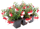 Fuchsien für 3,19 € bei Thomas Philipps im Angebot Fuchsien im aktuellen Thomas Philipps Prospekt