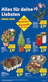Aktueller Lidl Prospekt mit Kerzen, "LIDL LOHNT SICH", Seite 49