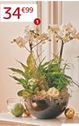 Composition phalaenopsis en promo à 34,99 € chez Jardiland Composition phalaenopsis dans le catalogue Jardiland
