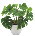 Promo Monstera à 4,99 € dans le catalogue Bazarland à Nyons